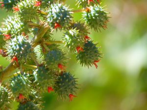 Castor oil for hair growth