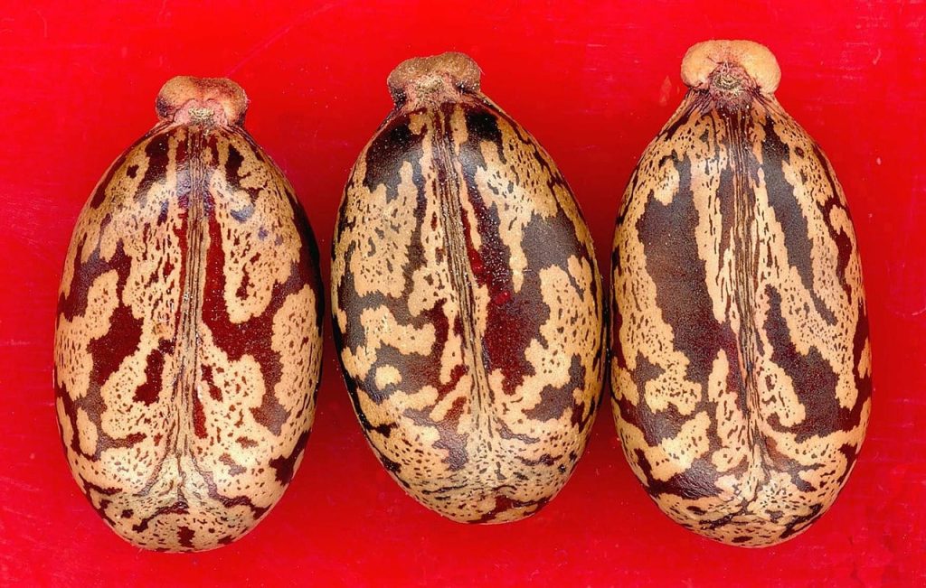 Castor oil seeds for hair growth